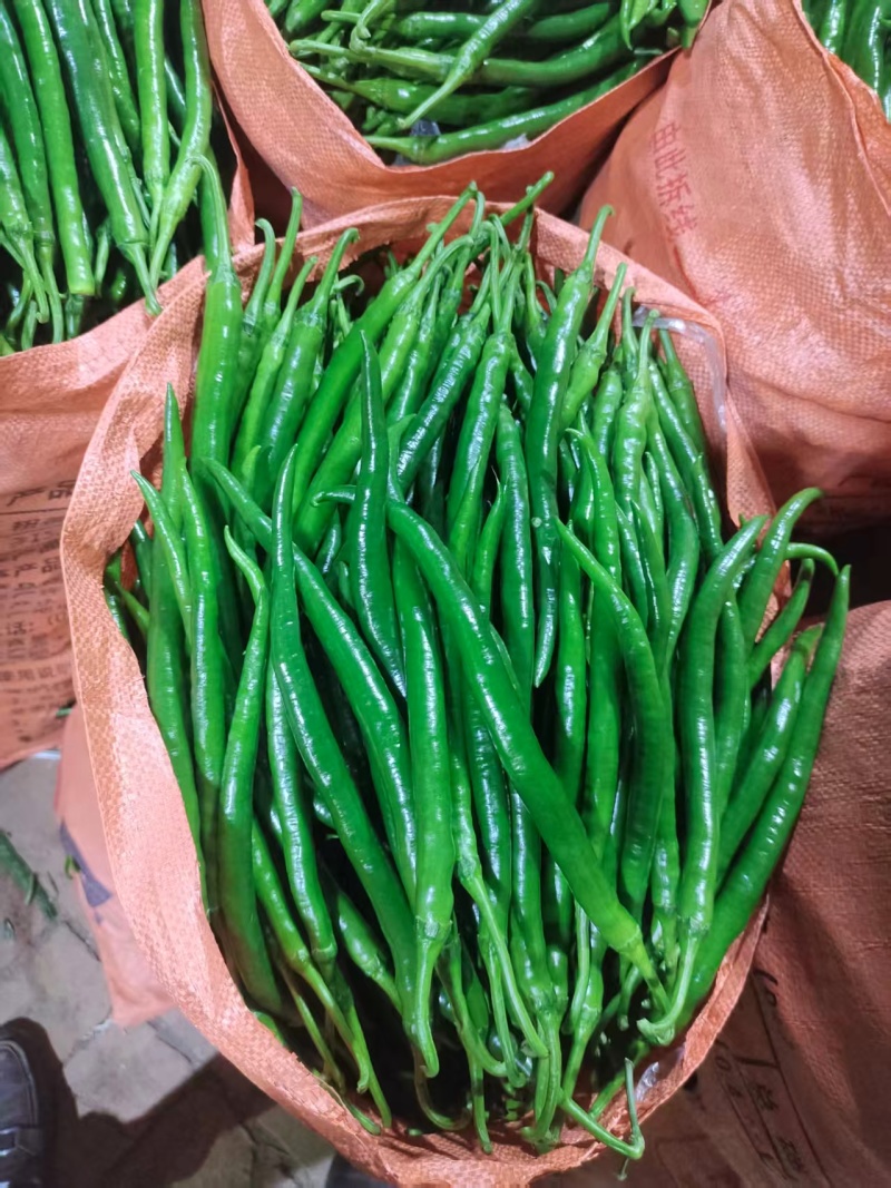 河南精品线椒大量上市，货源充足，质量保证，欢迎合作