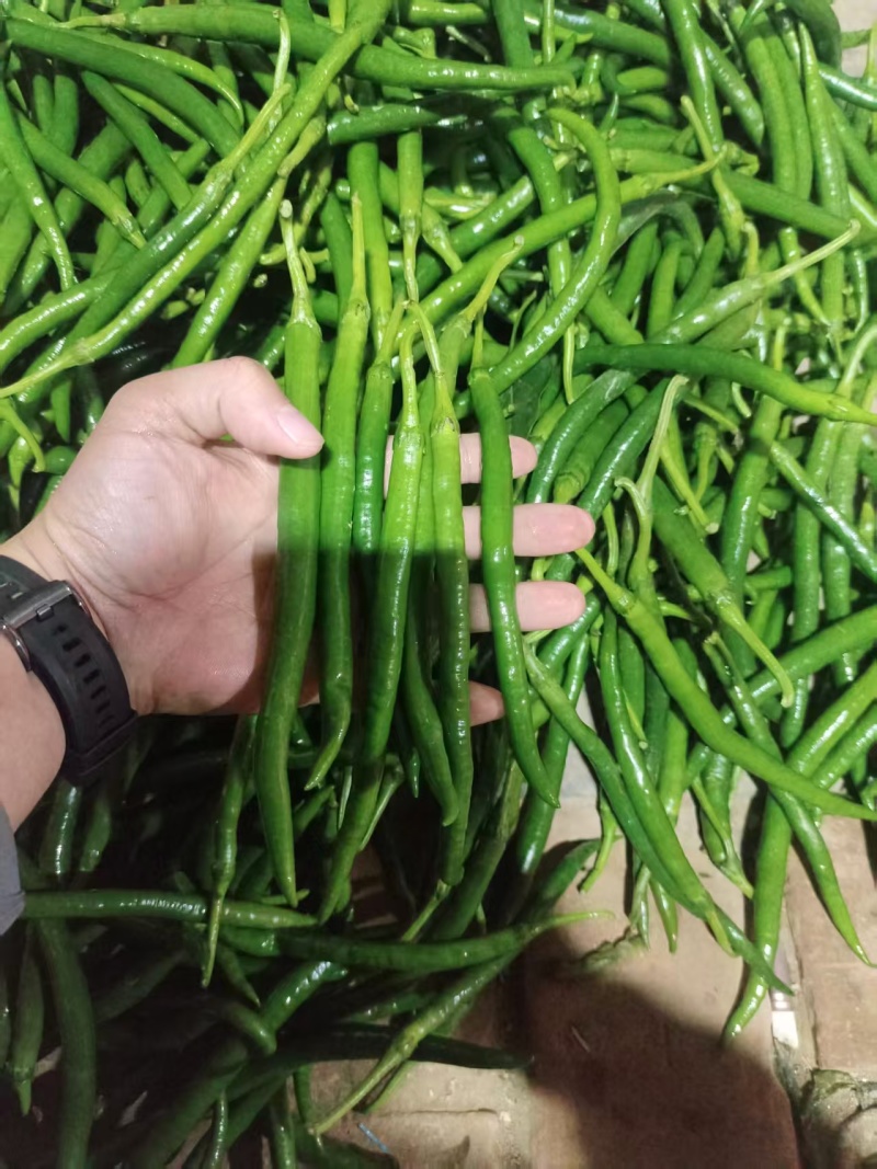 河南精品线椒大量上市，货源充足，质量保证，欢迎合作