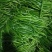 河南精品线椒大量上市，货源充足，质量保证，欢迎合作