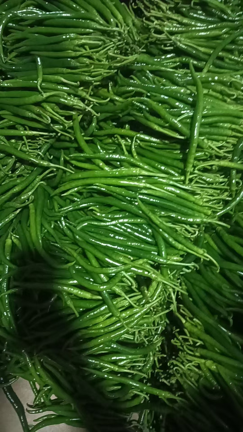 河南精品线椒大量上市，货源充足，质量保证，欢迎合作