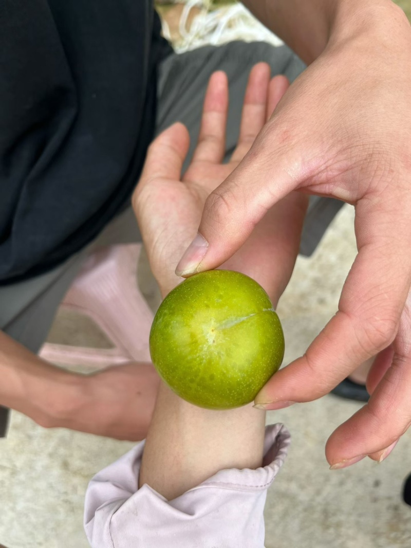 贵州蜂糖李