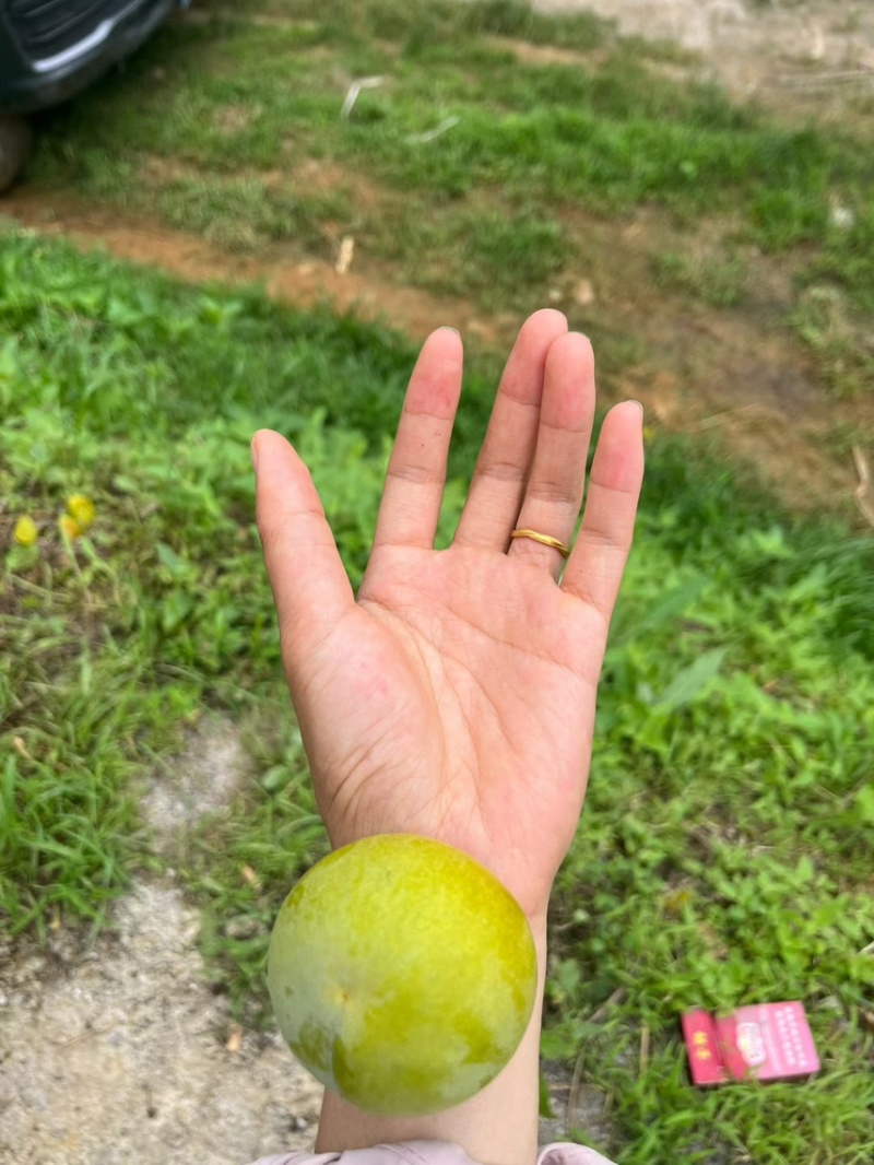 贵州蜂糖李