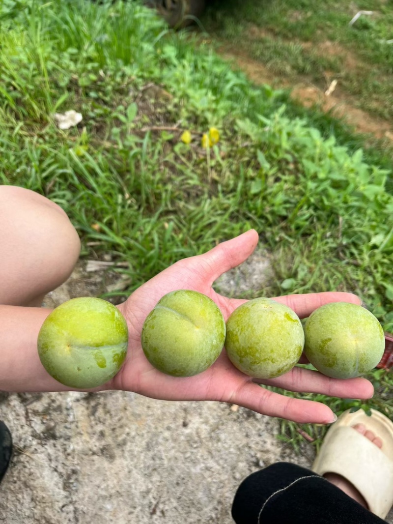 贵州蜂糖李