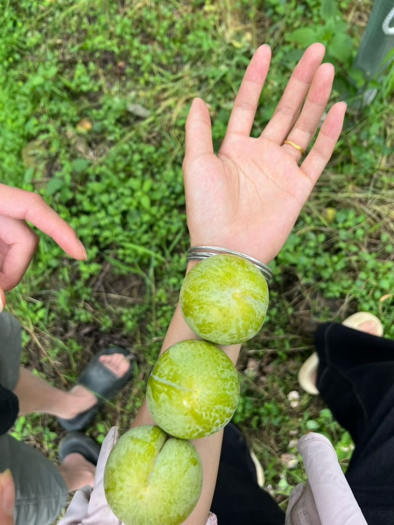 贵州蜂糖李