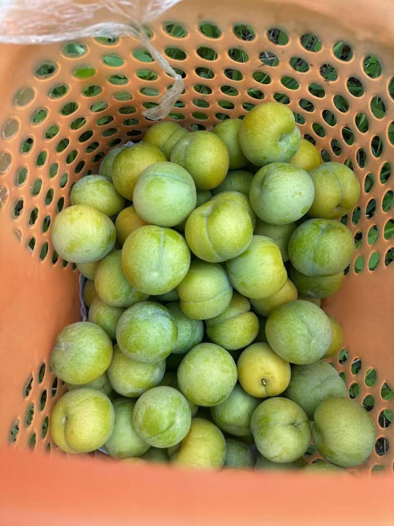贵州蜂糖李原产地一手货源自己种植一百亩地