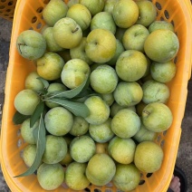 贵州蜂糖李原产地一手货源自己种植一百亩地