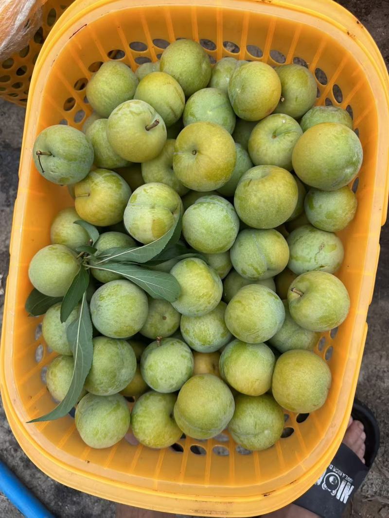 贵州蜂糖李原产地一手货源自己种植一百亩地