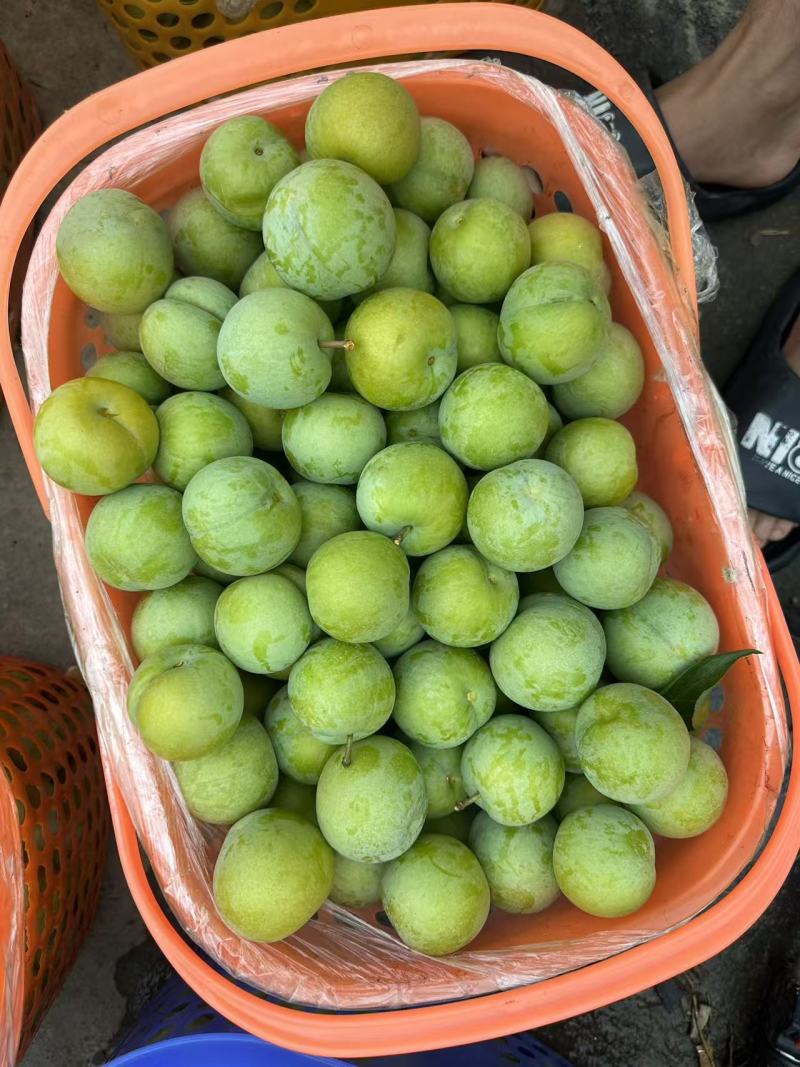 贵州蜂糖李原产地一手货源自己种植一百亩地