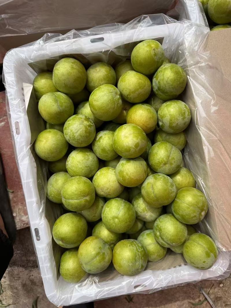 贵州蜂糖李原产地一手货源自己种植一百亩地