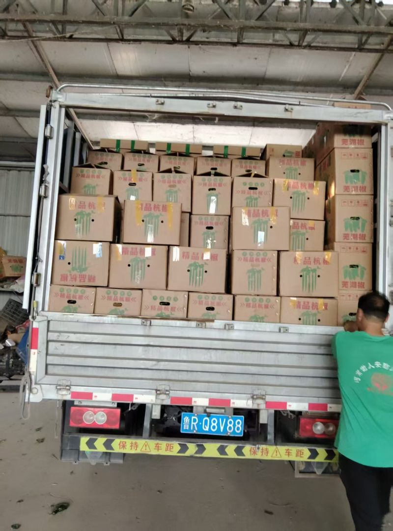 本地精品大杭椒今日特价品质好价格低质量有保障需要的联系