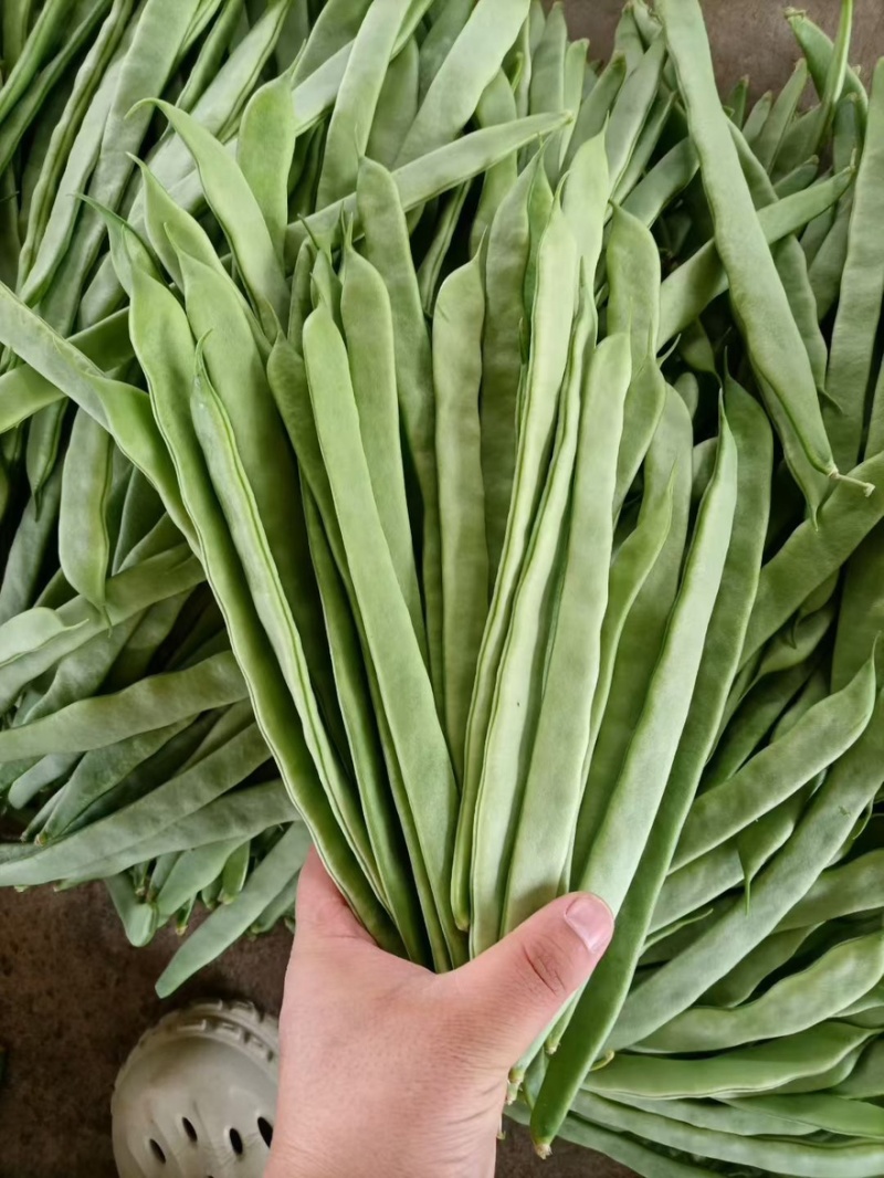 山西应县精品扁豆大量上市，质量好，货源充足，产地直供。