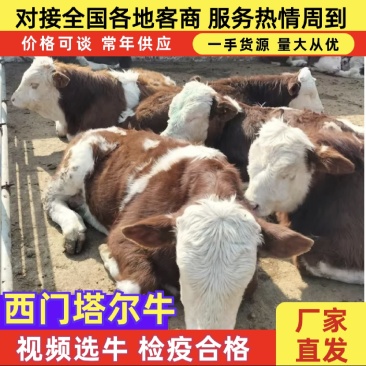 西门达尔牛再牛黄牛繁殖母牛繁殖公牛产地对接源头供应