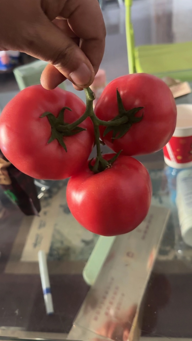 陕西口感西红柿