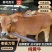 黄牛公牛母牛源头厂址可视频对接欢迎咨询来电量大从优