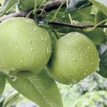 酥脆一号