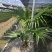 精品蒲葵120-180cm