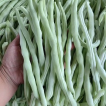 大量供应山西应县白不老芸豆白无丝，直供商超，电商产地直发