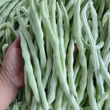 大量供应山西应县白不老芸豆白无丝，直供商超，电商产地直发