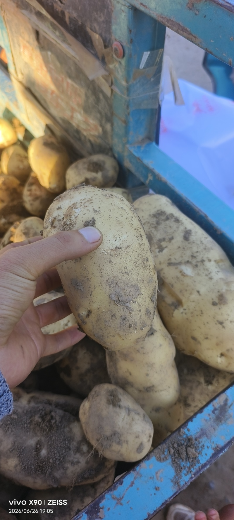 甘肃黄心土豆价格美丽质量好量大从优
