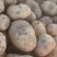 甘肃黄心土豆价格美丽质量好量大从优