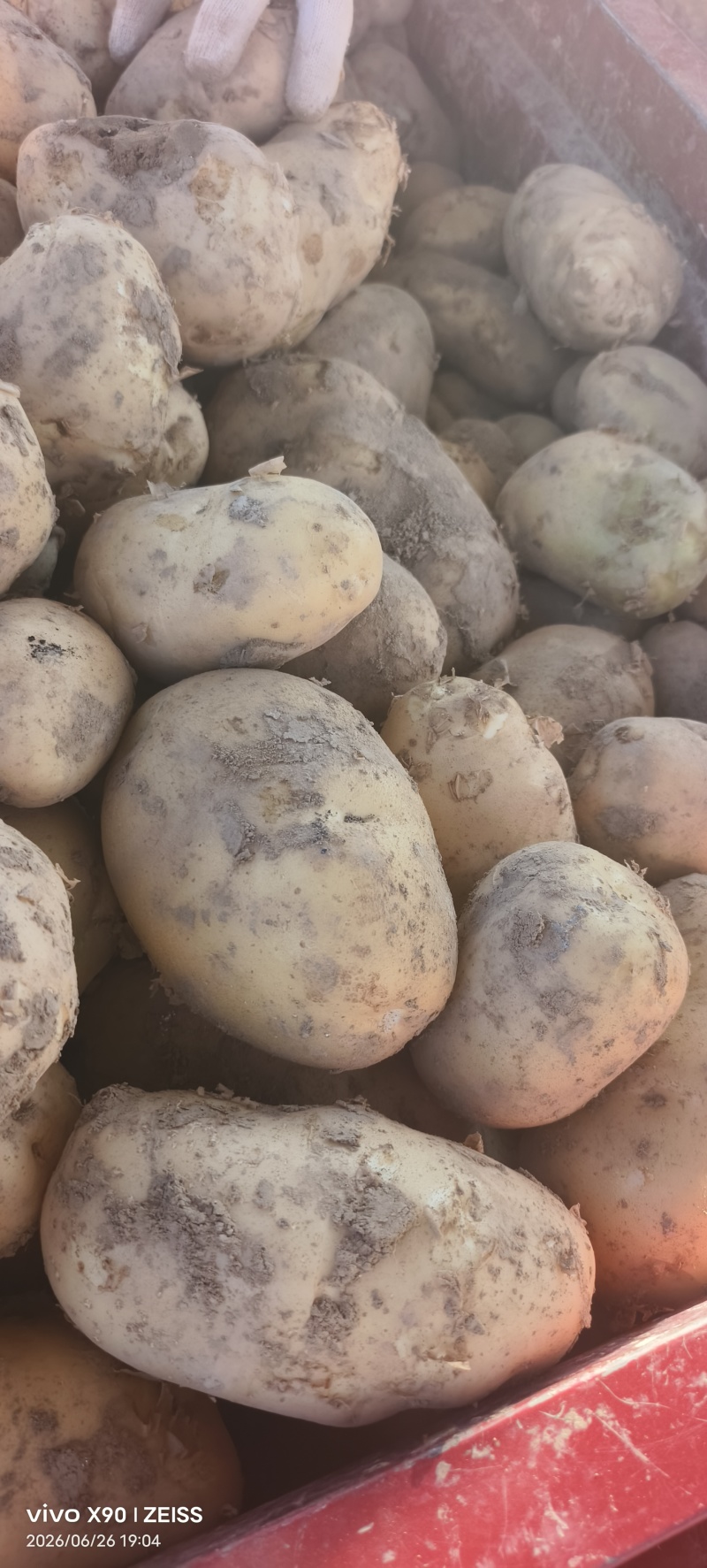 甘肃黄心土豆价格美丽质量好量大从优