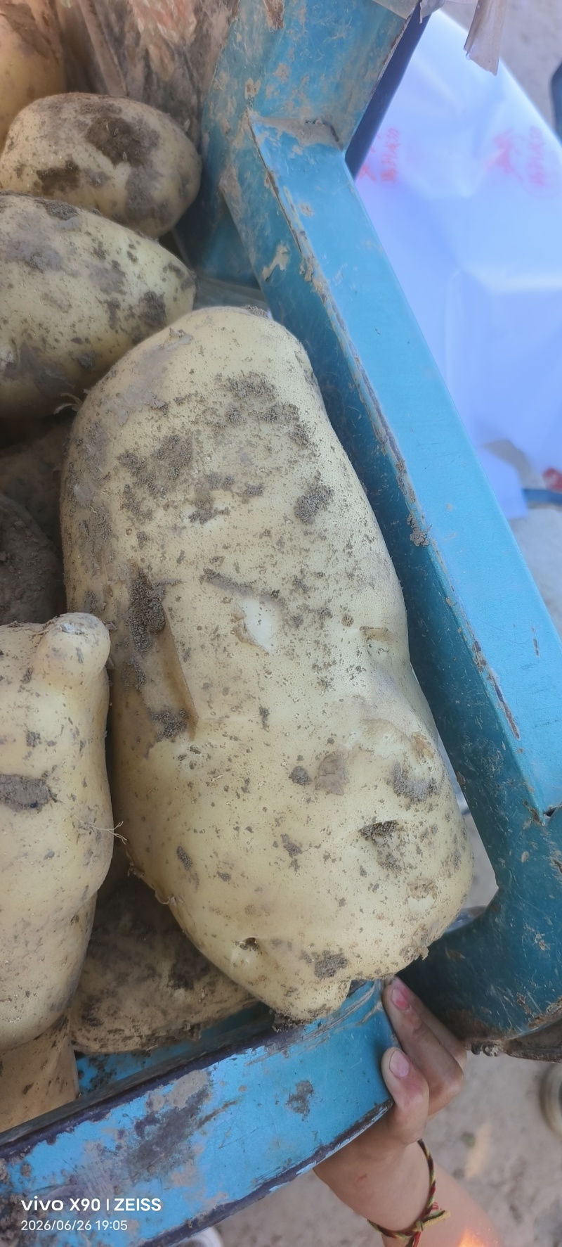 甘肃黄心土豆价格美丽质量好量大从优