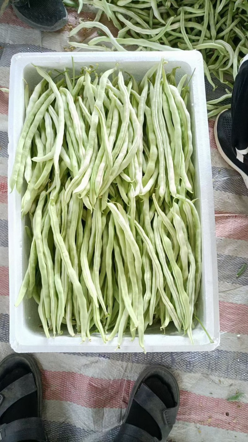 大量供应山西应县白不老芸豆白无丝，直供商超，电商产地直发