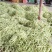 大量供应山西应县白不老芸豆白无丝，直供商超，电商产地直发