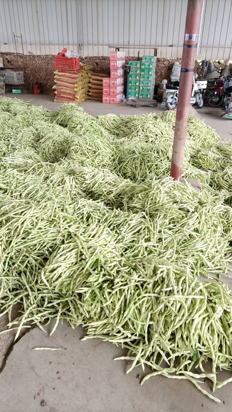 大量供应山西应县白不老芸豆白无丝，直供商超，电商产地直发