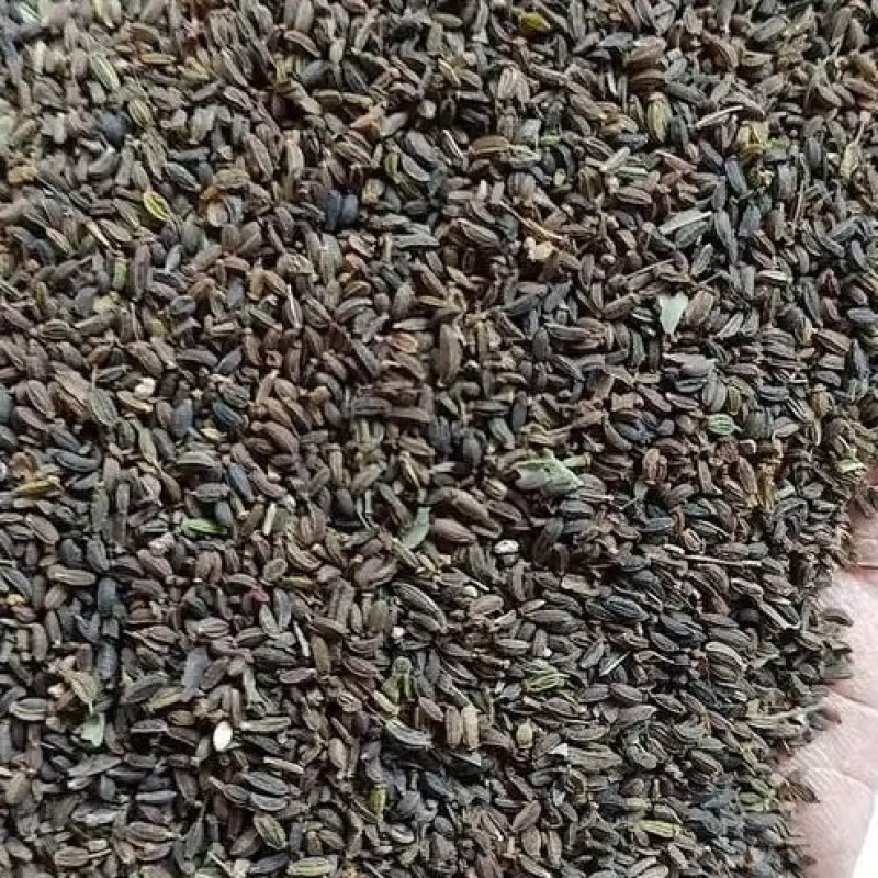 柴胡种子