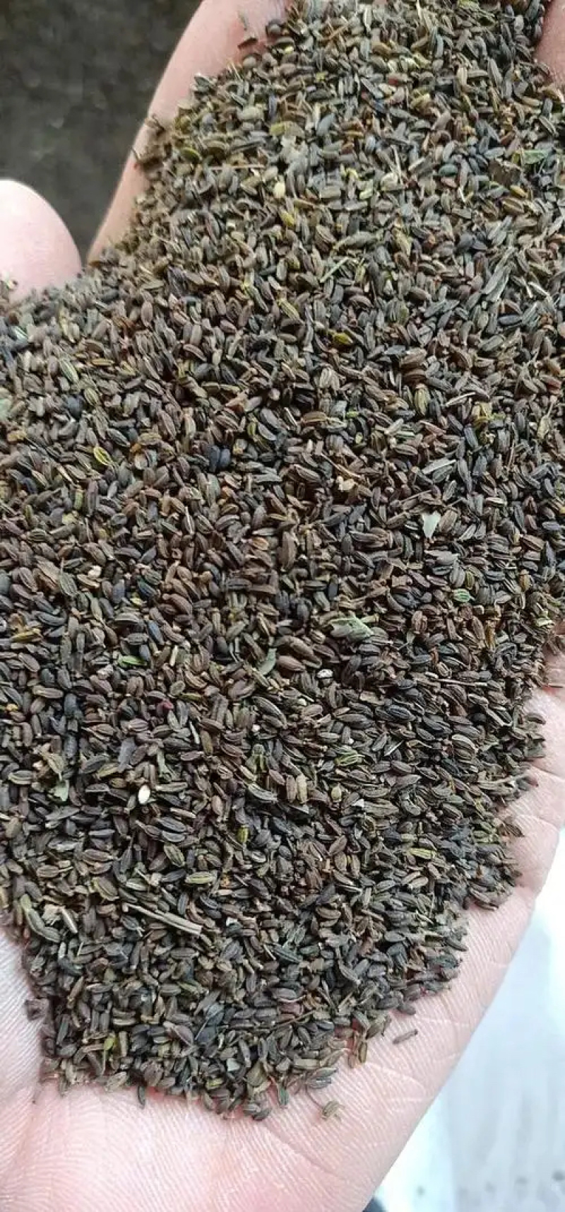 柴胡种子