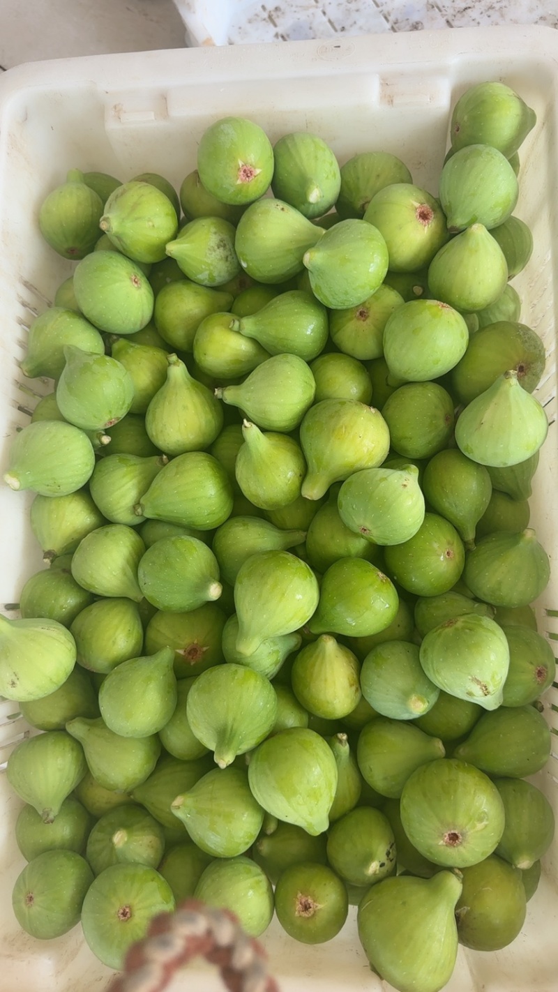 威海青皮无花果
