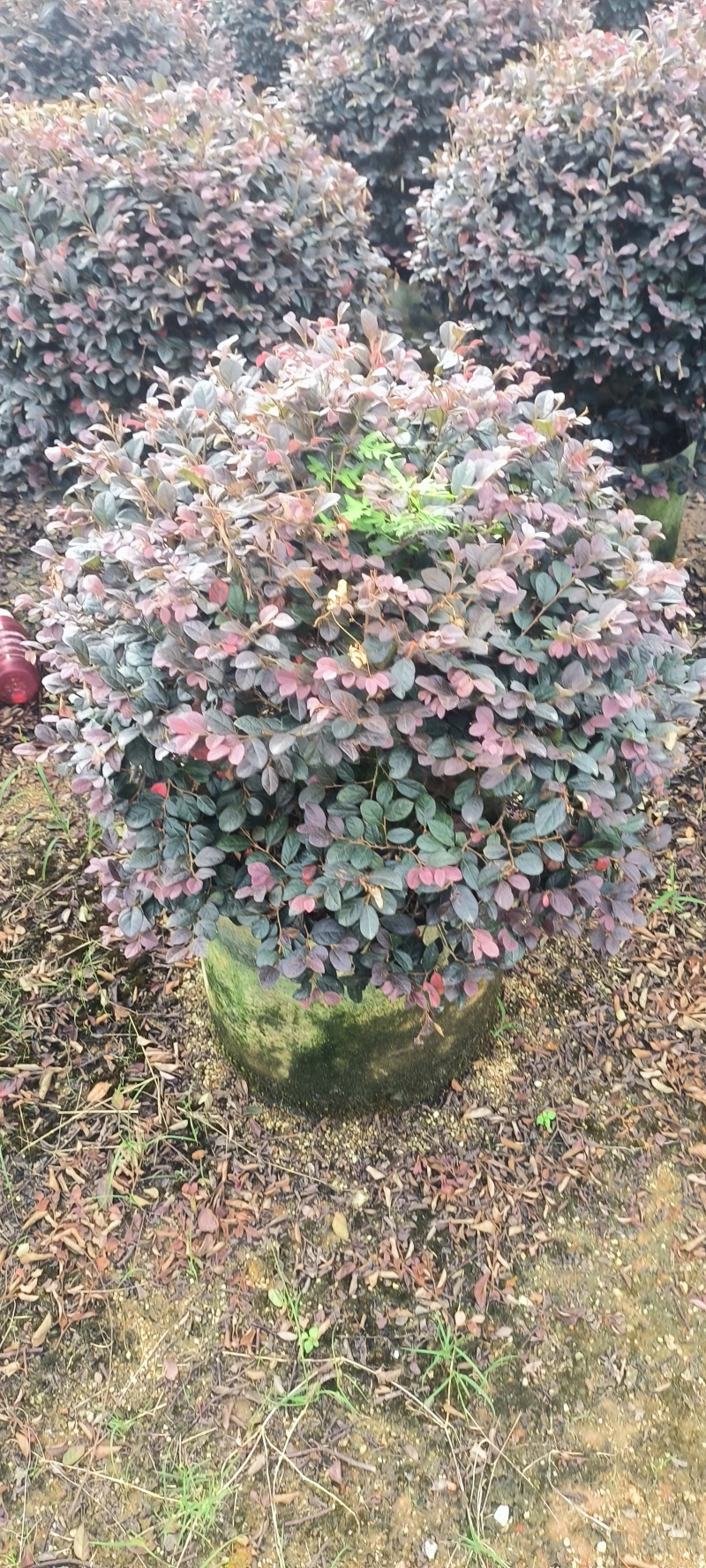 60-80公分红继木