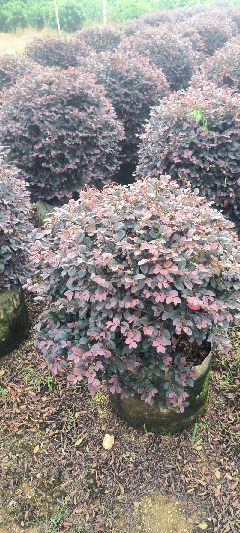 60-80公分红继木