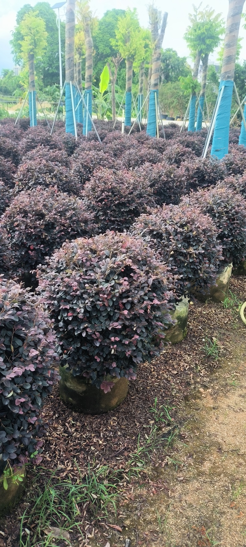 60-80公分红继木
