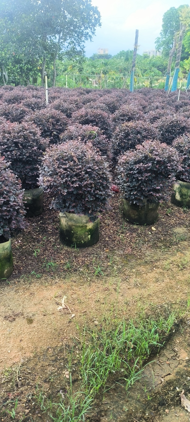 60-80公分红继木