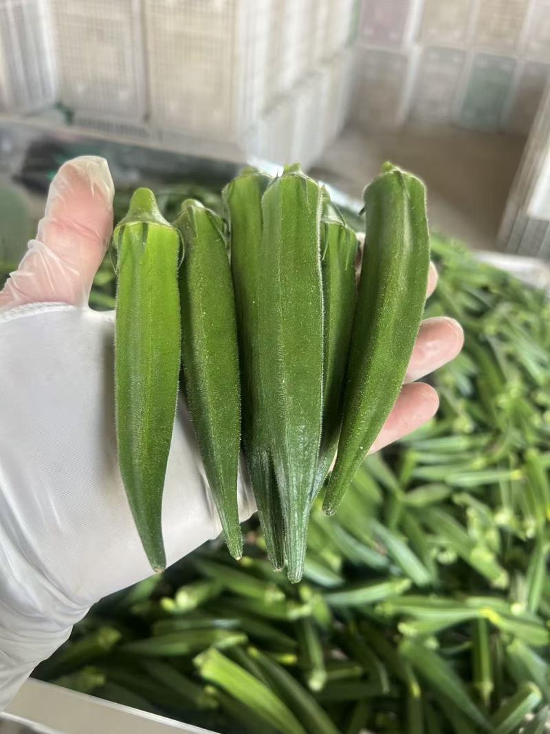 新鲜秋葵现采现发规格标准泡沫箱锁鲜全国配送可零售批发