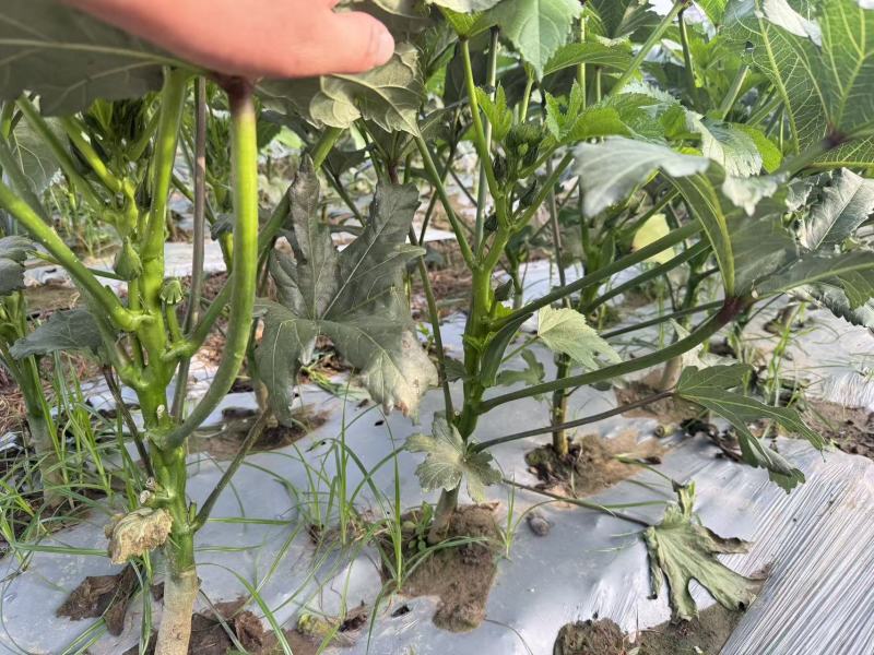 新鲜秋葵现采现发规格标准泡沫箱锁鲜全国配送可零售批发