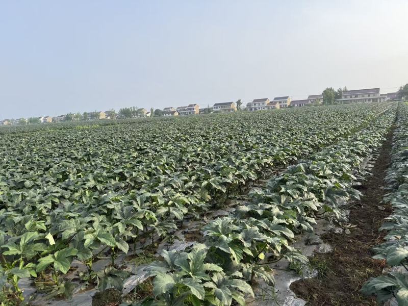 新鲜秋葵现采现发规格标准泡沫箱锁鲜全国配送可零售批发