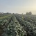 新鲜秋葵现采现发规格标准泡沫箱锁鲜全国配送可零售批发