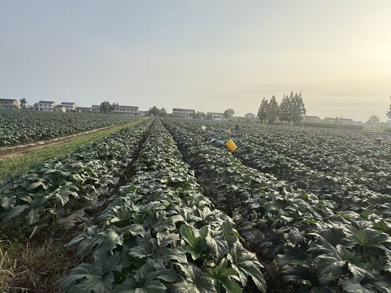 新鲜秋葵现采现发规格标准泡沫箱锁鲜全国配送可零售批发