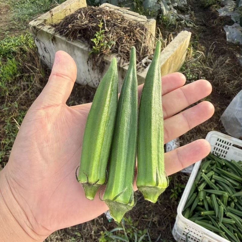 新鲜秋葵现采现发规格标准泡沫箱锁鲜全国配送可零售批发