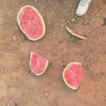 宁夏硒砂瓜
