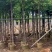 香樟截杆货4-20公分
