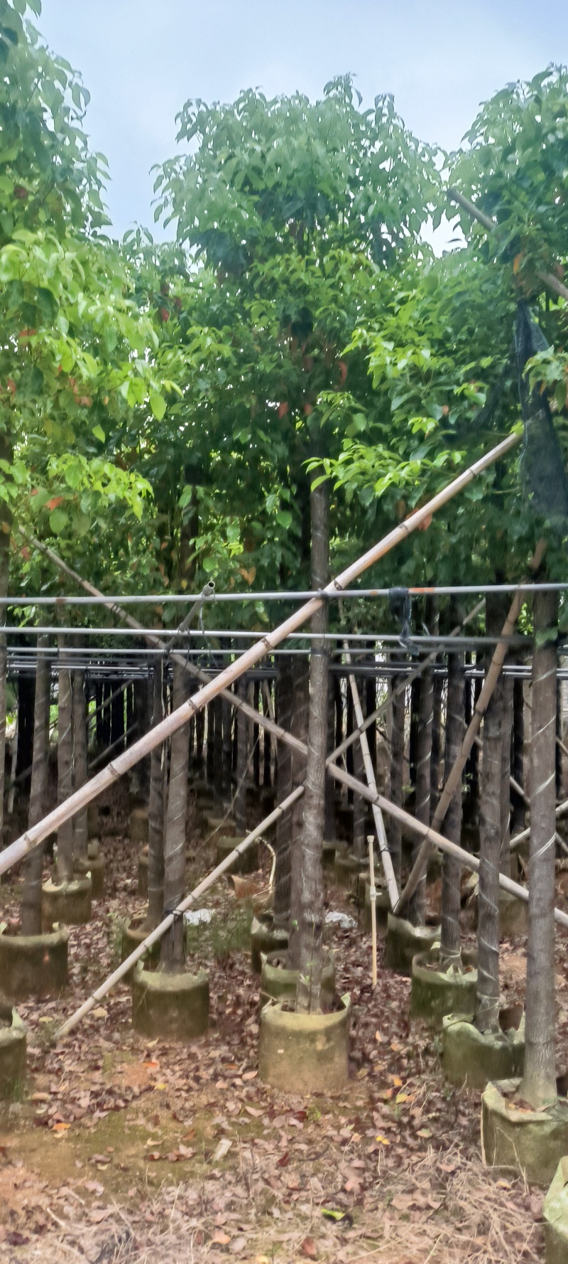 香樟截杆货4-20公分