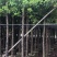 香樟截杆货4-20公分