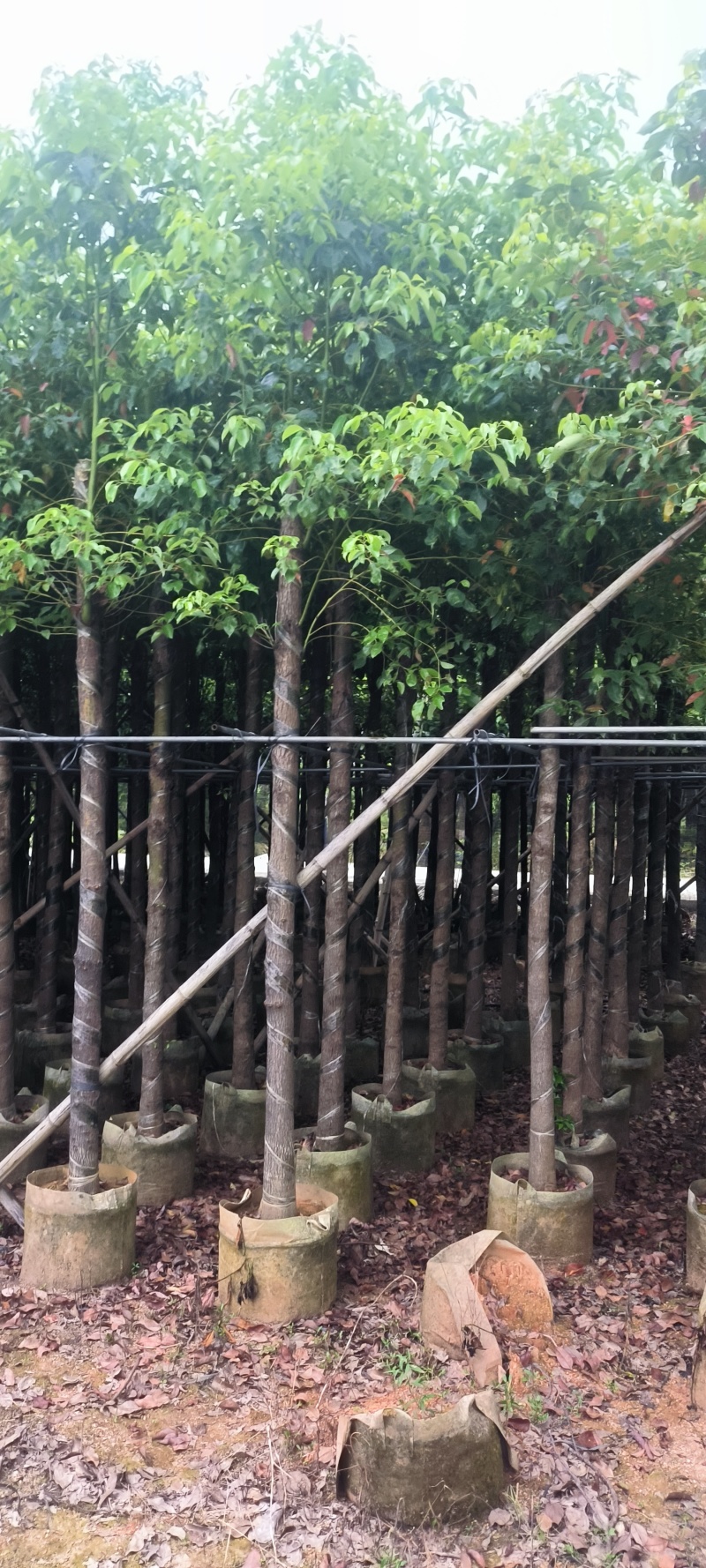 香樟截杆货4-20公分