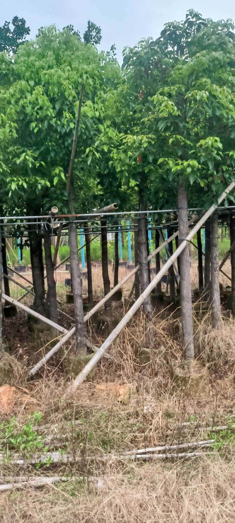 香樟截杆货4-20公分