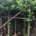 香樟截杆货4-20公分