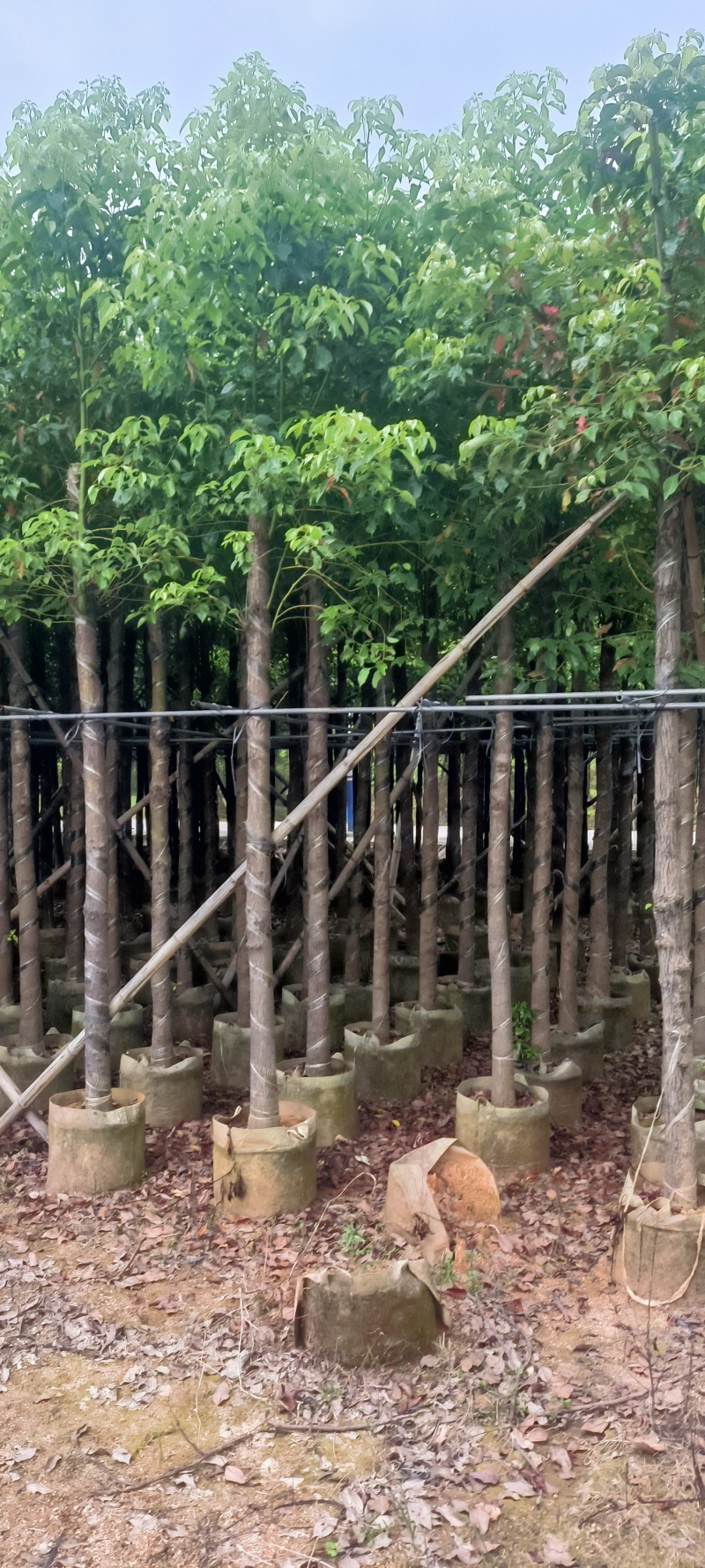 香樟截杆货4-20公分